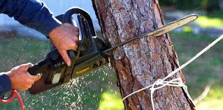 Best Tree Health Inspection  in Cross Lanes, WV