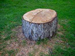 Professional Tree Care in Cross Lanes, WV