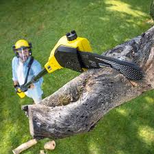 Tree and Shrub Care in Cross Lanes, WV