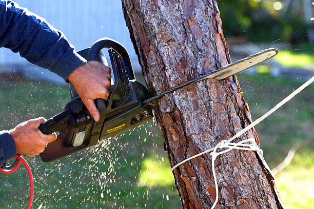 How Our Tree Care Process Works  in  Cross Lanes, WV
